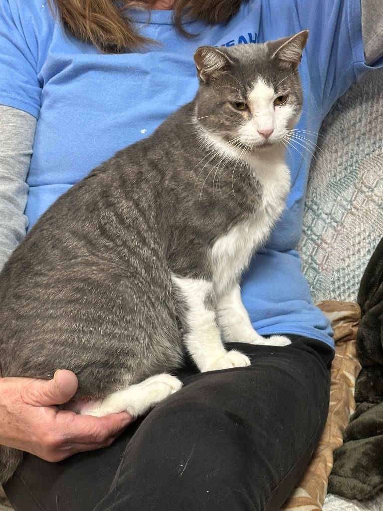 Mickey, an adoptable Domestic Short Hair in Saint Francisville, LA, 70775 | Photo Image 1