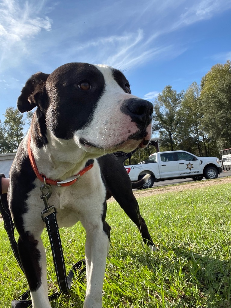 Zorro