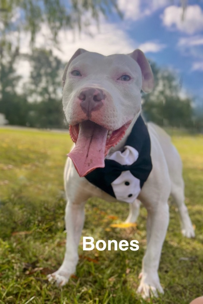Bones