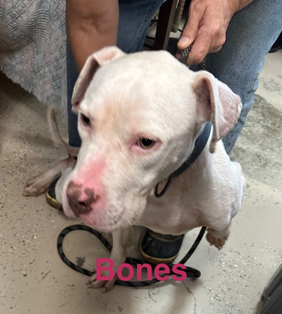 Bones