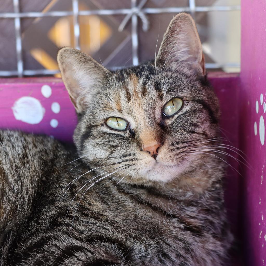 Purrlot