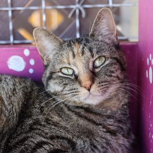 Purrlot, Adult Female Domestic Short Hair