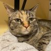 Purrlot photo 3