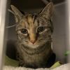 Purrlot photo 4