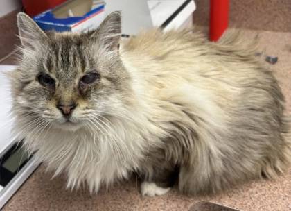 Rainy, an adoptable Ragdoll, Domestic Short Hair in Caldwell, ID, 83607 | Photo Image 2