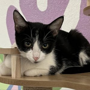 Miri, Young Female Domestic Short Hair