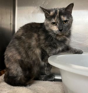 Cicada`, Adult Female Domestic Short Hair