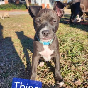 Thing, Young Male Labrador Retriever