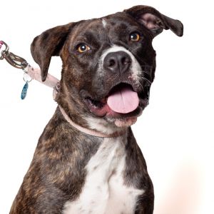MAGNOLIA Mixed Breed Dog