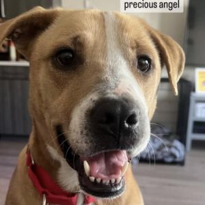 Noelle, Adult Female Yellow Labrador Retriever