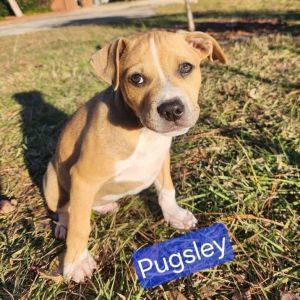 Pugsley Labrador Retriever Dog