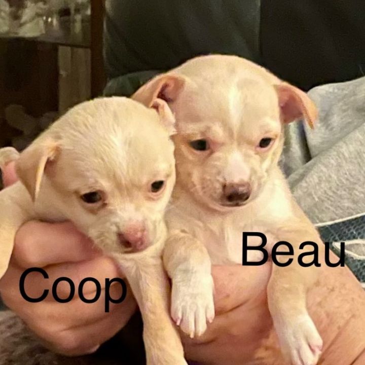 Coop 1