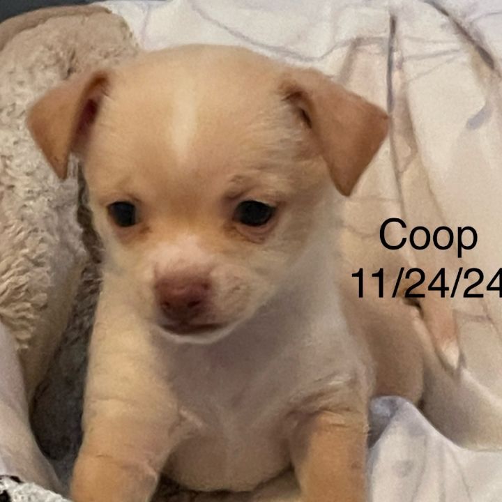 Coop 2