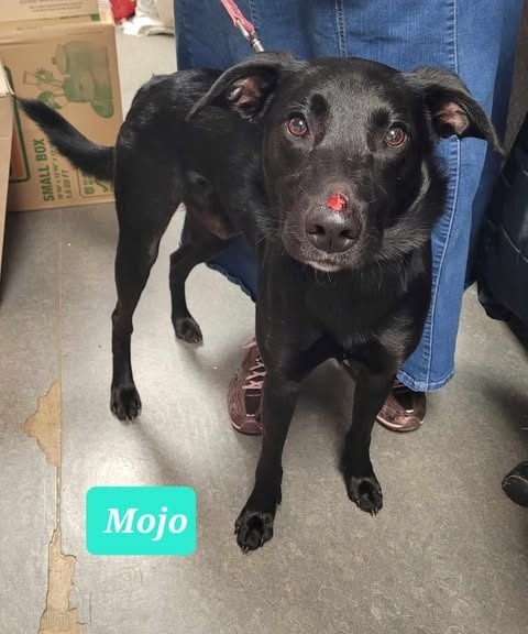 Mojo