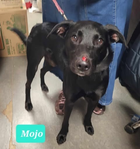 Mojo