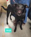 Mojo photo 2