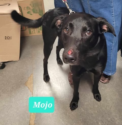 Mojo