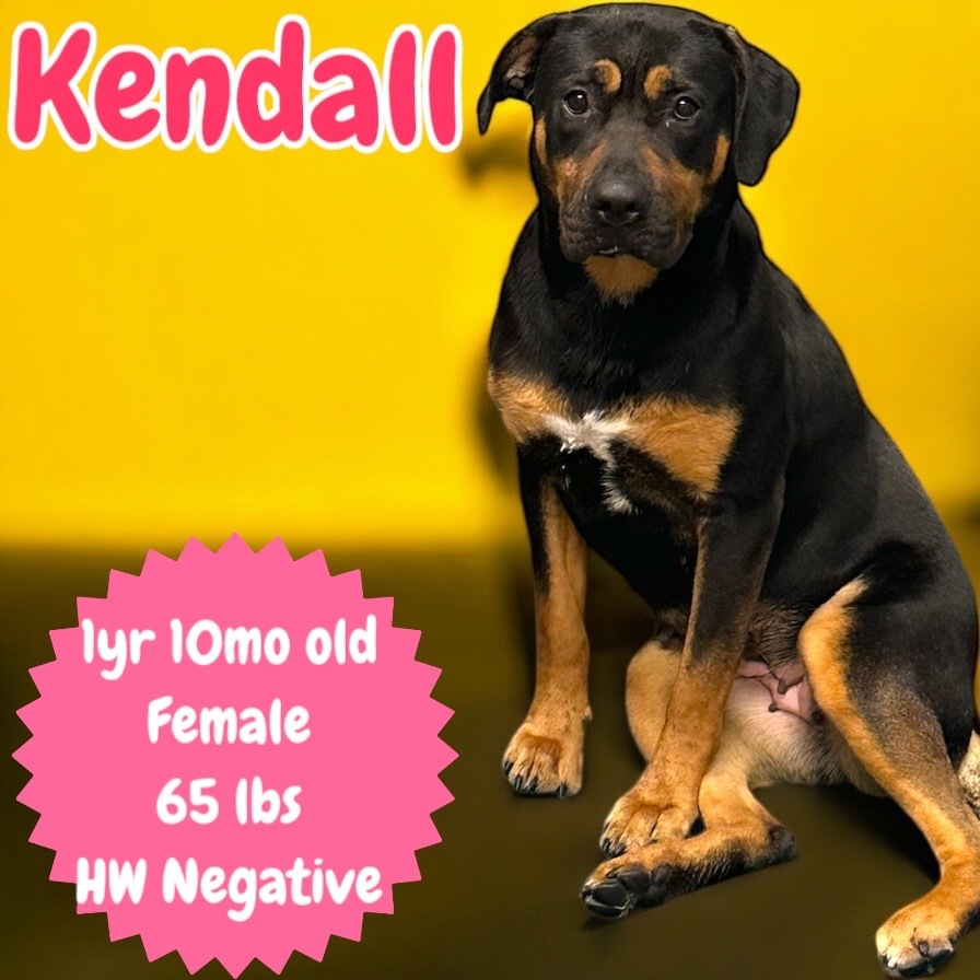 Kendall Photo