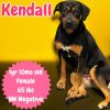 Kendall