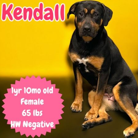 Kendall