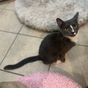 Mae, Young Female Domestic Short Hair