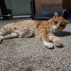 Drips - IN FOSTER photo 3