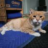 Drips - IN FOSTER photo 4