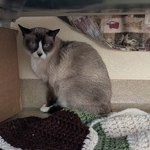 Prince, an adoptable Snowshoe in Birdsboro, PA, 19508 | Photo Image 1