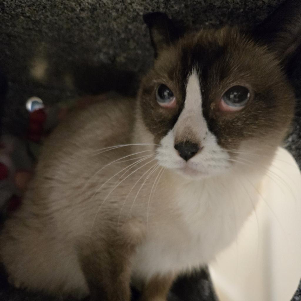 Prince, an adoptable Snowshoe in Birdsboro, PA, 19508 | Photo Image 2