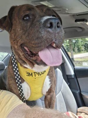 Lilly, Adult Female Mastiff