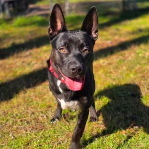 This dog is with Corridor Rescue in Houston Texas Gentle and reserved and arriving with a mangle