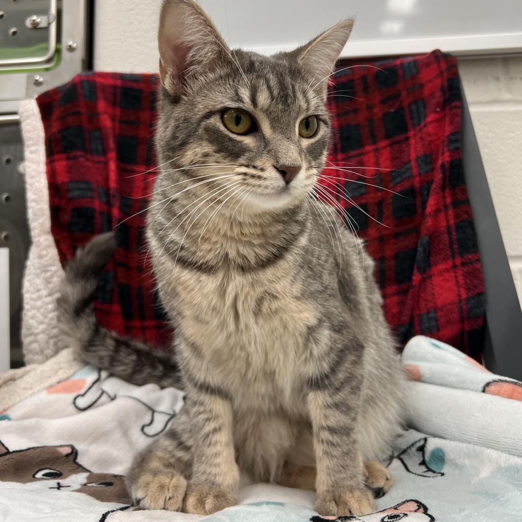 Patience, an adoptable Domestic Short Hair in Corpus Christi, TX, 78415 | Photo Image 2