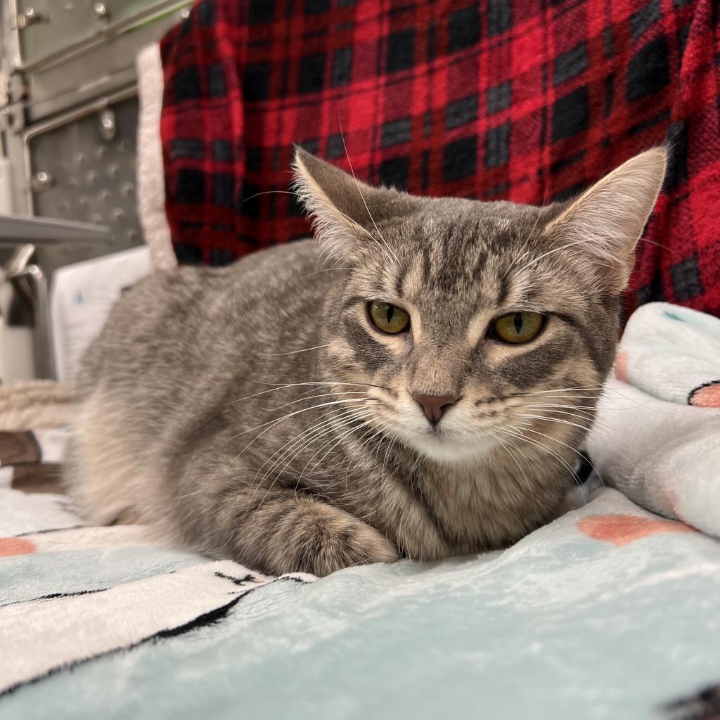Patience, an adoptable Domestic Short Hair in Corpus Christi, TX, 78415 | Photo Image 3
