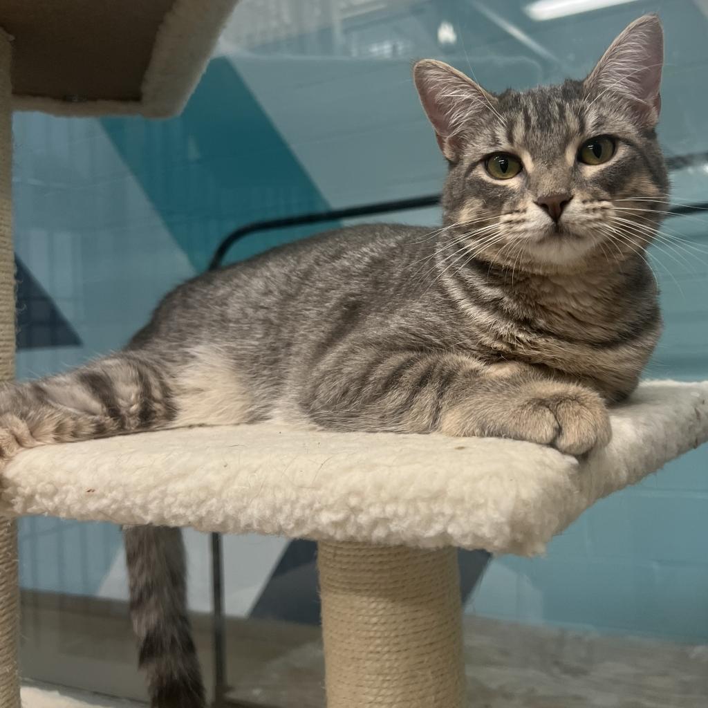 Patience, an adoptable Domestic Short Hair in Corpus Christi, TX, 78415 | Photo Image 4