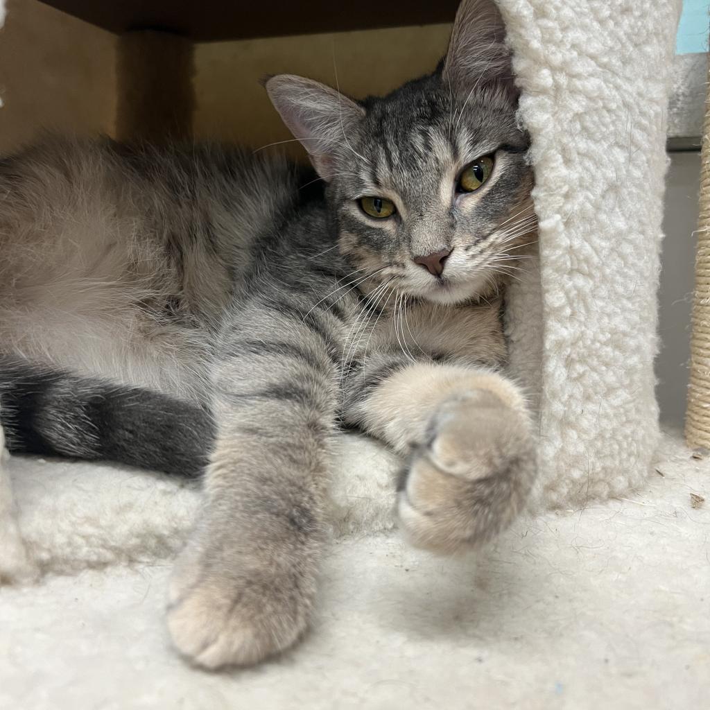 Patience, an adoptable Domestic Short Hair in Corpus Christi, TX, 78415 | Photo Image 5