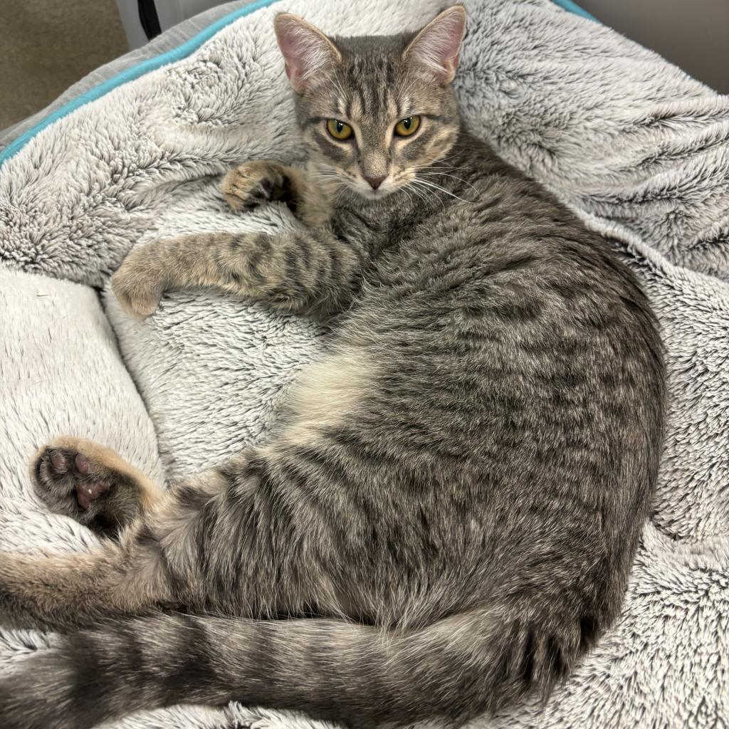 Patience, an adoptable Domestic Short Hair in Corpus Christi, TX, 78415 | Photo Image 6