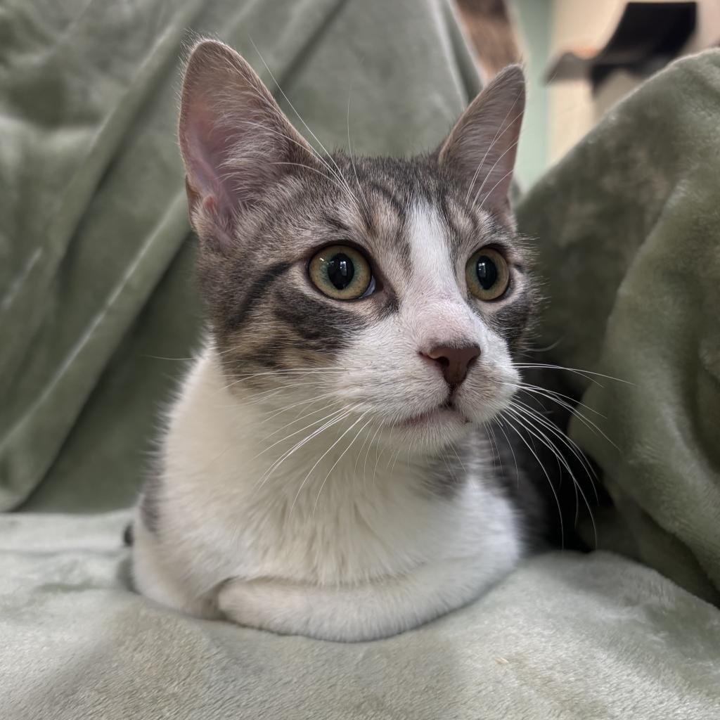 Diligence, an adoptable Domestic Short Hair in Corpus Christi, TX, 78415 | Photo Image 2