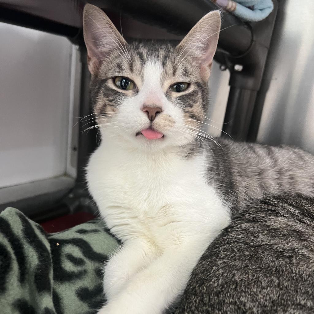 Diligence, an adoptable Domestic Short Hair in Corpus Christi, TX, 78415 | Photo Image 3