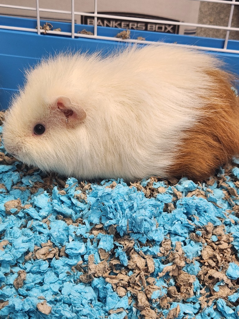 Melena-in foster