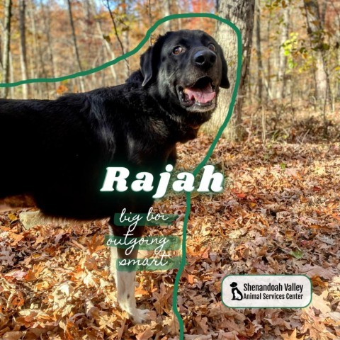 Rajah