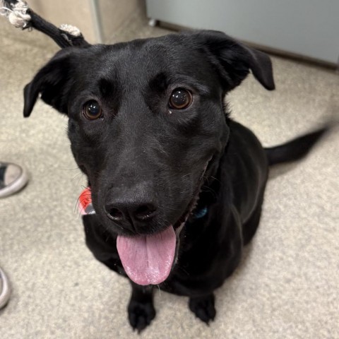 Photo of Young Female Mixed Breed Black