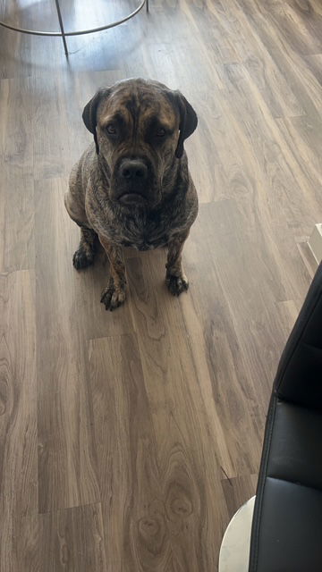 NIA, an adoptable Bullmastiff in Chandler, AZ, 85249 | Photo Image 1