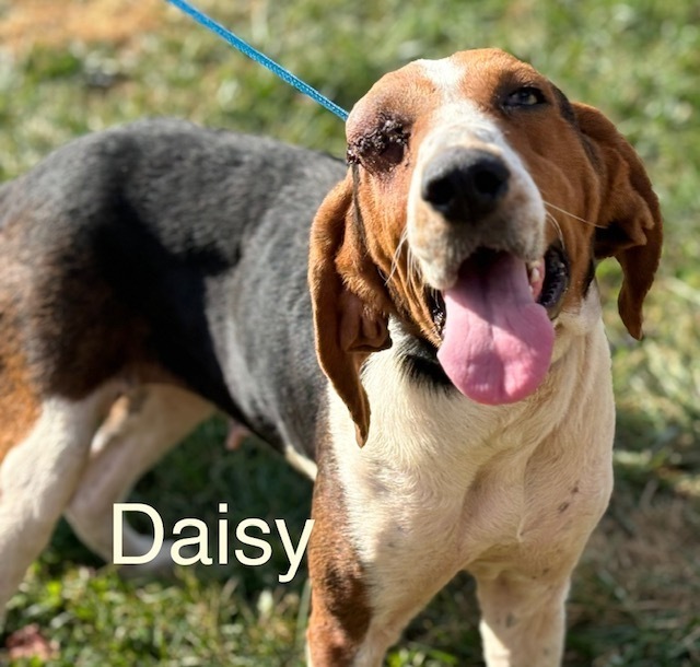 Daisy 2