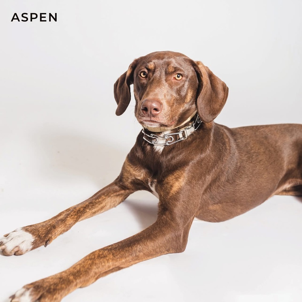 Aspen