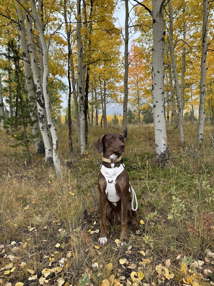 Aspen