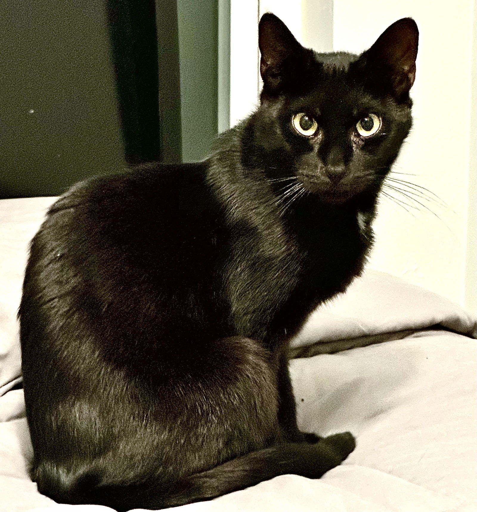 Ms Onyx