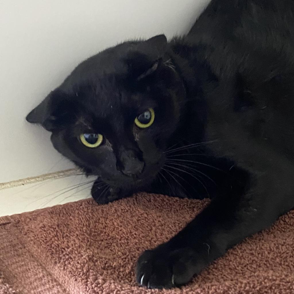 Caleb - Working Cat Program
