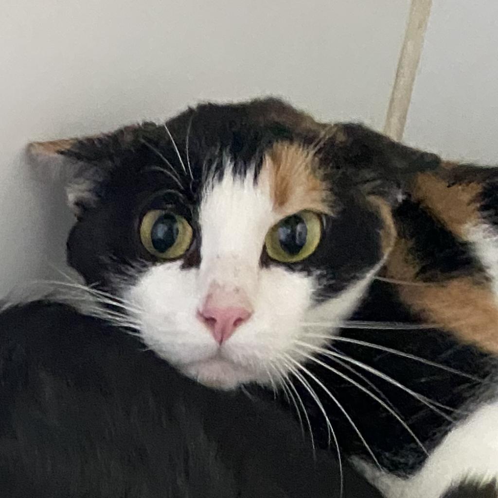 Cleo - Working Cat Program