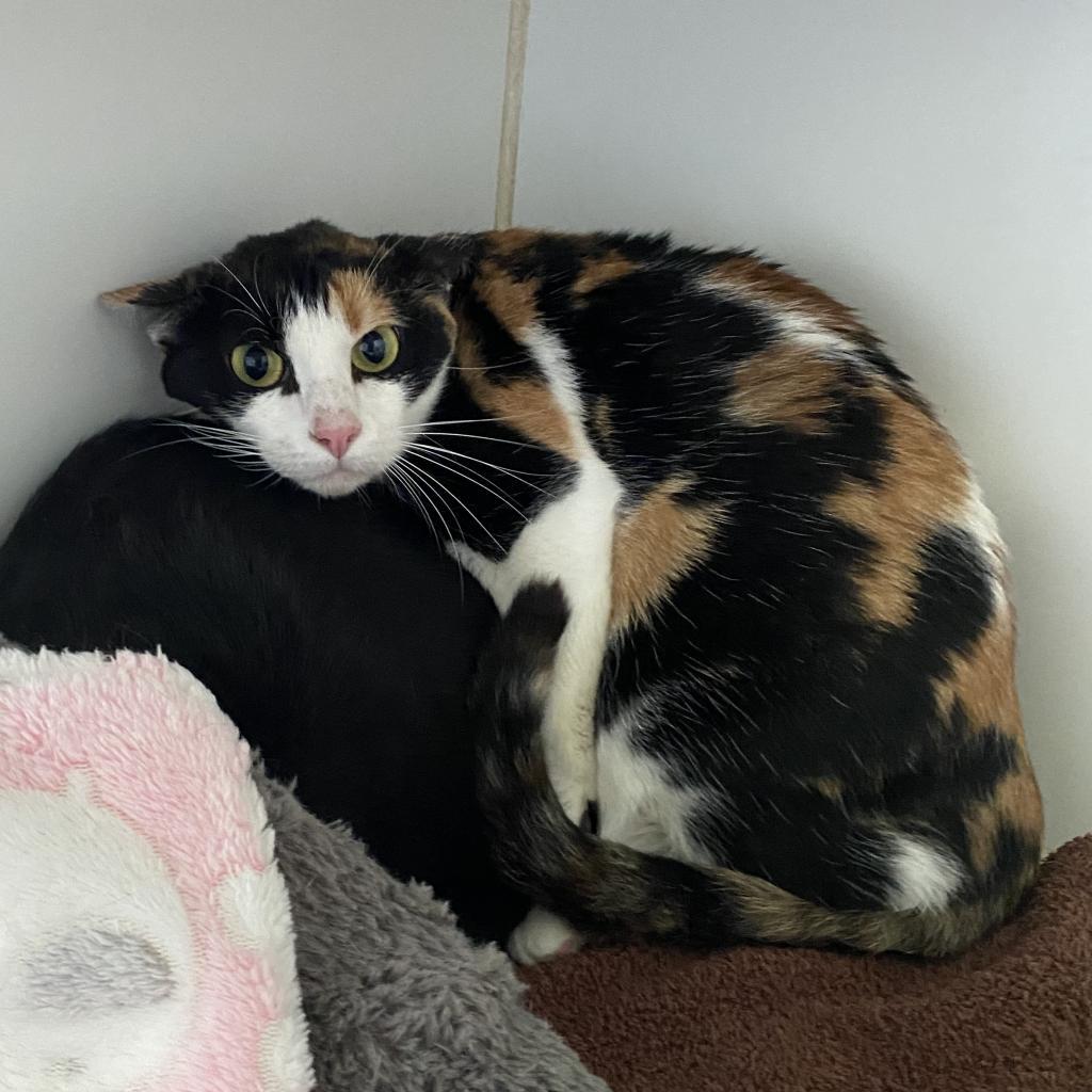 Cleo - Working Cat Program