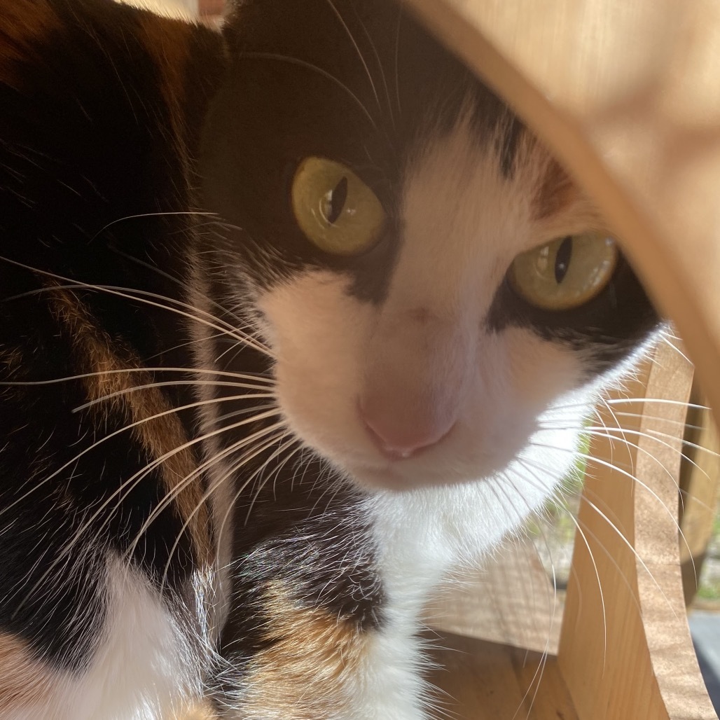 Cleo - Working Cat Program